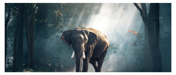 Tablou cu elefant în djunglă (120x50 cm)