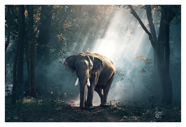 Tablou cu elefant în djunglă (90x60 cm)