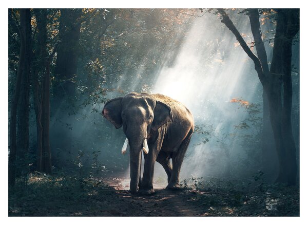 Tablou cu elefant în djunglă (70x50 cm)