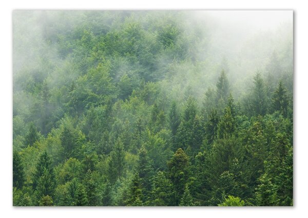Fotografie imprimată pe sticlă pădure misterioasă