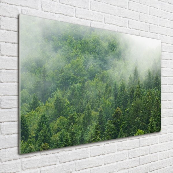 Fotografie imprimată pe sticlă pădure misterioasă