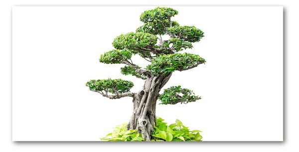 Tablou din Sticlă copac bonsai