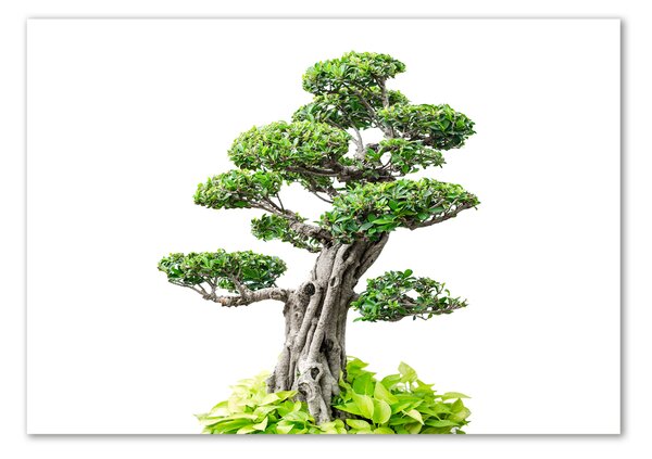 Tablou din Sticlă copac bonsai
