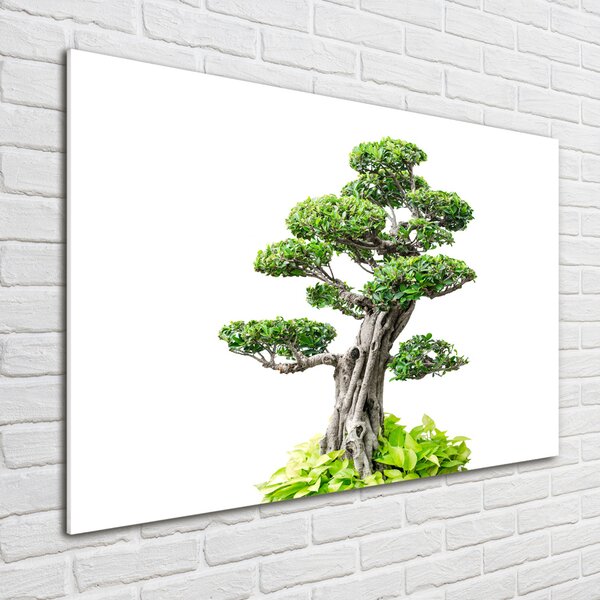 Tablou din Sticlă copac bonsai