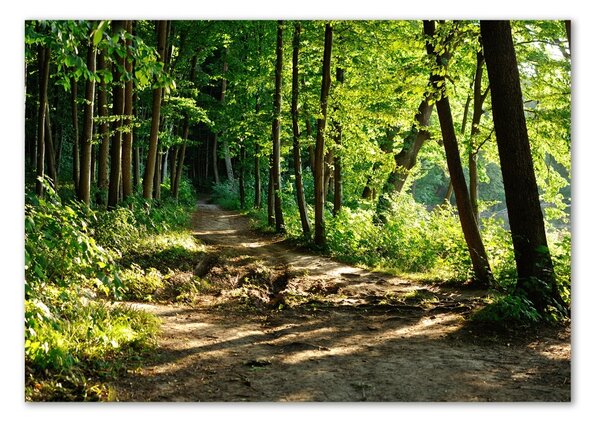 Fotografie imprimată pe sticlă Calea în lunca