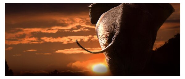 Tablou cu elefant (120x50 cm)