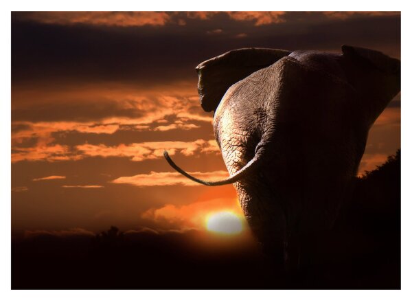 Tablou cu elefant (70x50 cm)