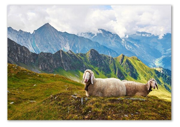 Tablou pe pe sticlă Oile în Alpi
