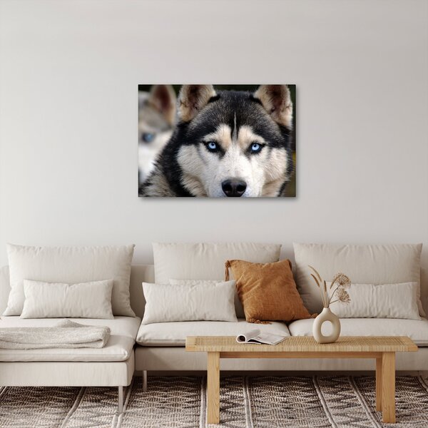 Tablou cu câinele husky (70x50 cm)