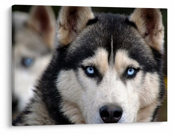 Tablou cu câinele husky (70x50 cm)