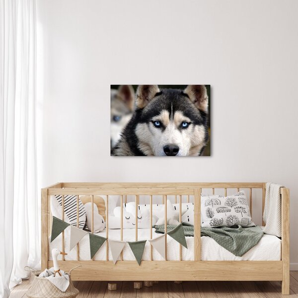 Tablou cu câinele husky (70x50 cm)
