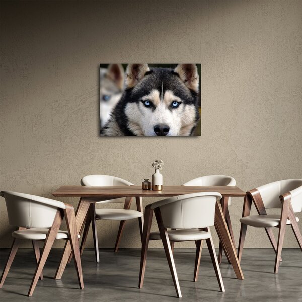 Tablou cu câinele husky (70x50 cm)