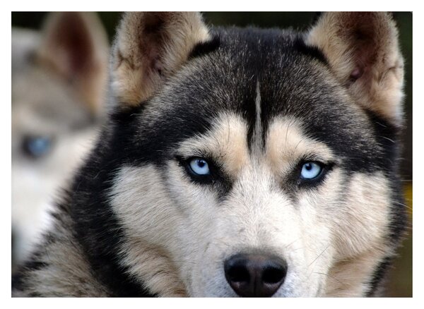 Tablou cu câinele husky (70x50 cm)