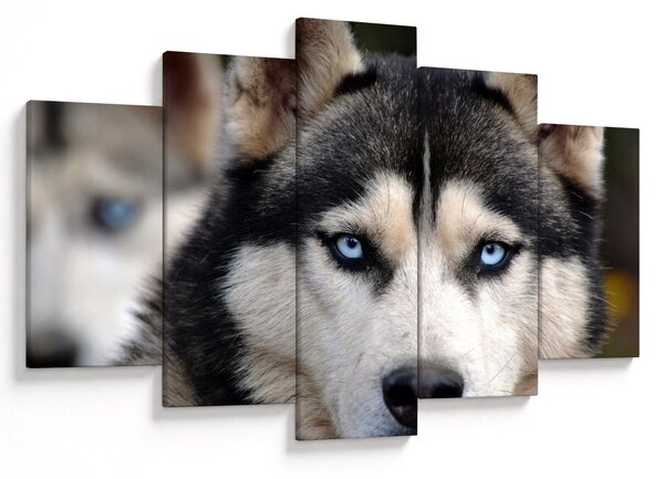 Tablou cu câinele husky (150x105 cm)