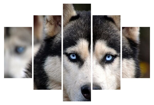 Tablou cu câinele husky (150x105 cm)