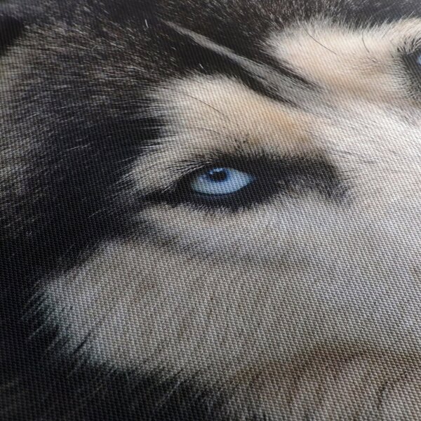 Tablou cu câinele husky (90x60 cm)