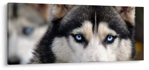 Tablou cu câinele husky (120x50 cm)