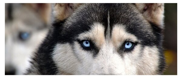 Tablou cu câinele husky (120x50 cm)
