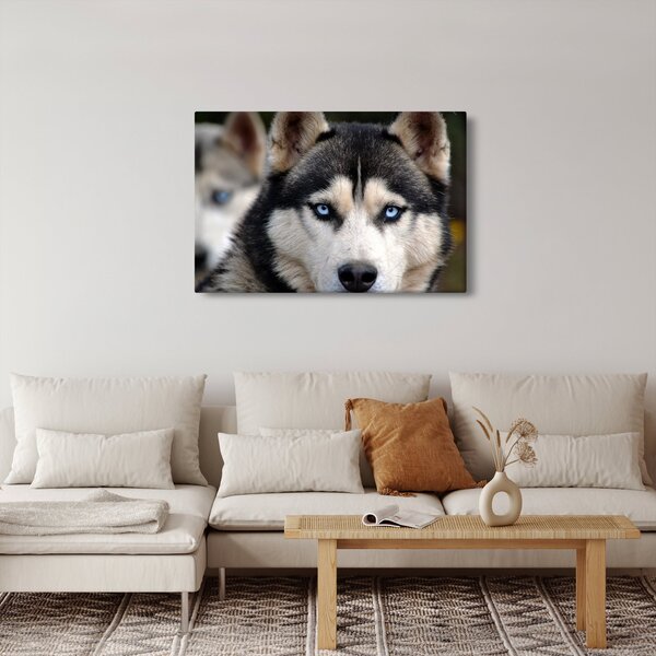 Tablou cu câinele husky (90x60 cm)