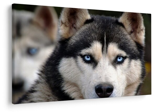 Tablou cu câinele husky (90x60 cm)