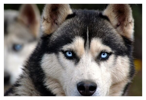Tablou cu câinele husky (90x60 cm)