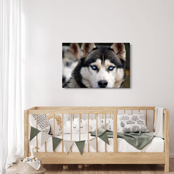 Tablou cu câinele husky (90x60 cm)