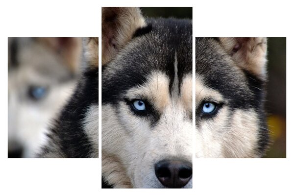 Tablou cu câinele husky (90x60 cm)