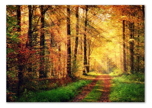 Tablou Printat Pe Sticlă pădure în toamna