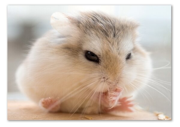 Tablou sticlă Hamster