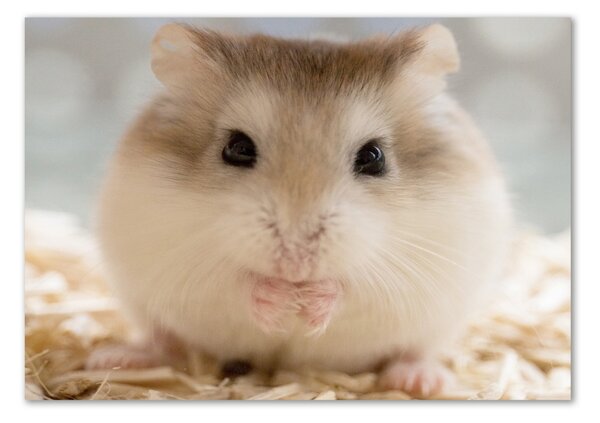 Imagine de sticlă Hamster