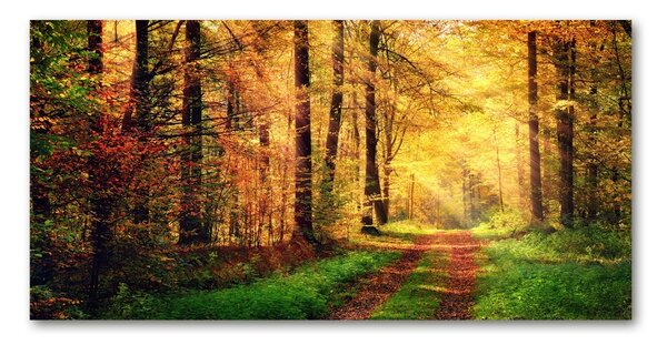 Tablou Printat Pe Sticlă pădure în toamna