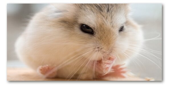 Tablou sticlă Hamster