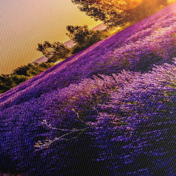 Tablou cu câmp de lavanda (150x105 cm)