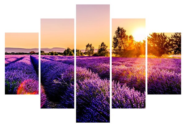 Tablou cu câmp de lavanda (150x105 cm)
