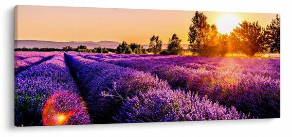 Tablou cu câmp de lavanda (120x50 cm)
