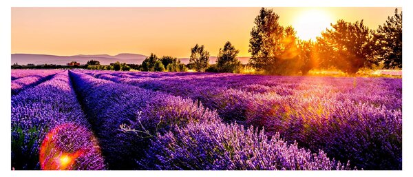 Tablou cu câmp de lavanda (120x50 cm)