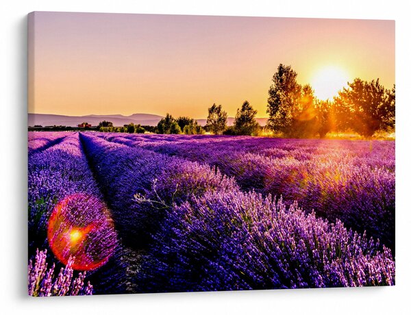 Tablou cu câmp de lavanda (70x50 cm)