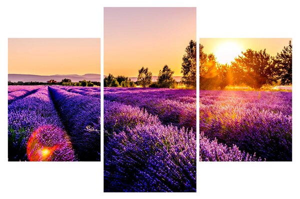 Tablou cu câmp de lavanda (90x60 cm)