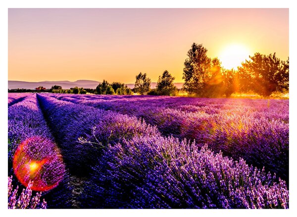 Tablou cu câmp de lavanda (70x50 cm)