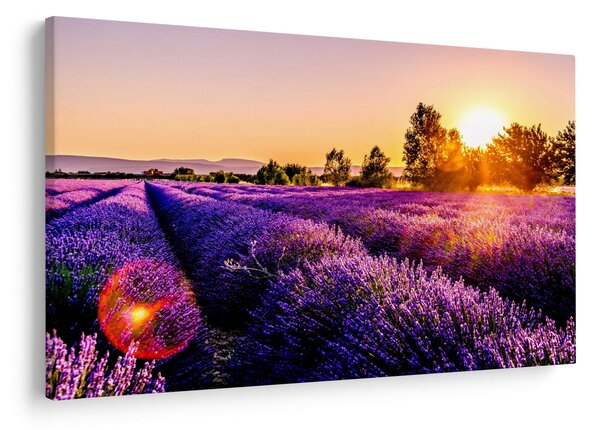 Tablou cu câmp de lavanda (90x60 cm)