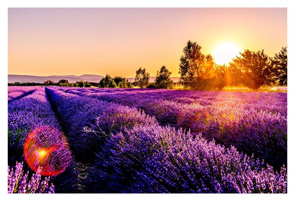 Tablou cu câmp de lavanda (90x60 cm)