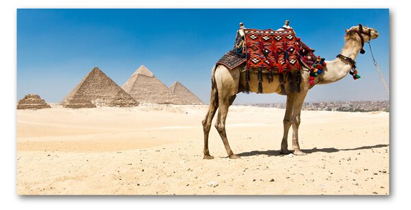 Fotografie imprimată pe sticlă Camel la Cairo