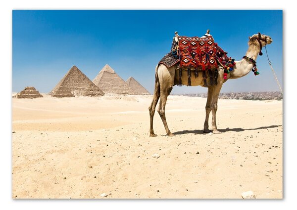 Fotografie imprimată pe sticlă Camel la Cairo