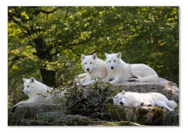 Tablou sticlă lupi White Rock