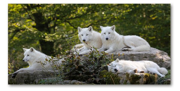 Tablou sticlă lupi White Rock