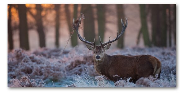Tablou Printat Pe Sticlă Sunrise Deer