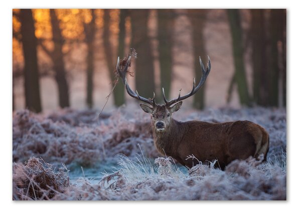 Tablou Printat Pe Sticlă Sunrise Deer