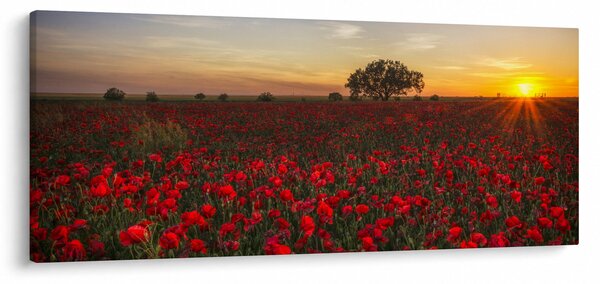 Tablou cu lunca și macii (120x50 cm)