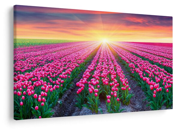 Tablou cu câmp de lalele cu soare (90x60 cm)
