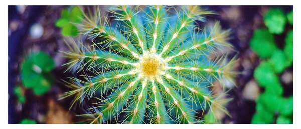 Tablou cu cactus (120x50 cm)